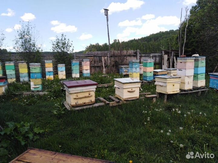 Пасека и пчелосемьи