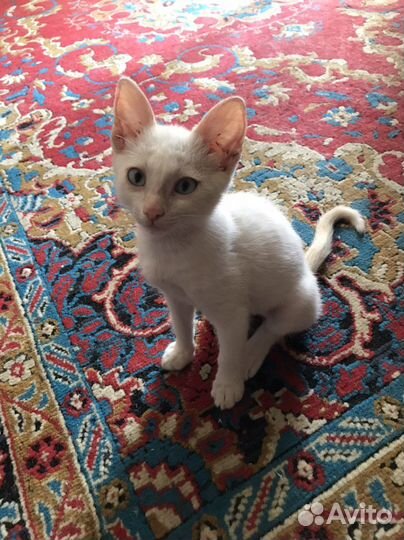 Котик сиамский