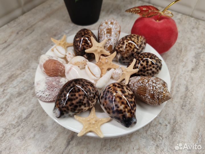 Морские ракушки раковины большие пакетом