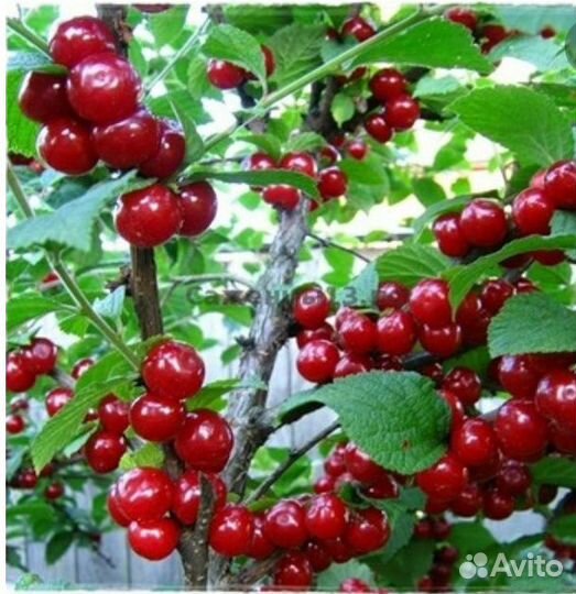 Войлочная вишня 2-3 летки саженцы