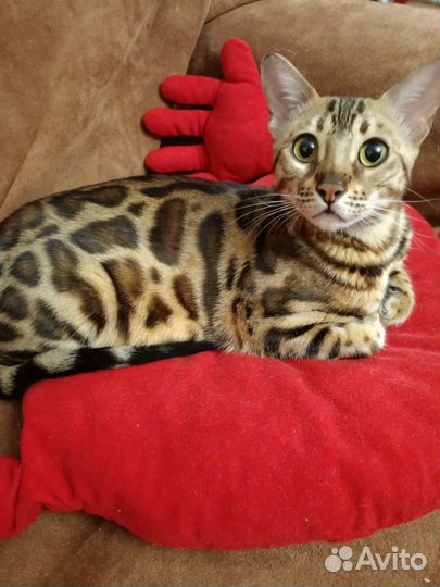 Бенгальская кошка в добрые руки
