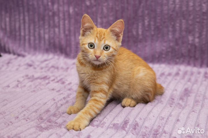 Девочка ищет дом