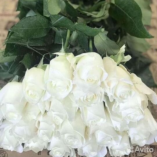 Высокие Розы с Доставкой