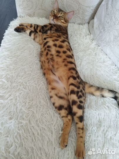 Бенгальский кот вязка