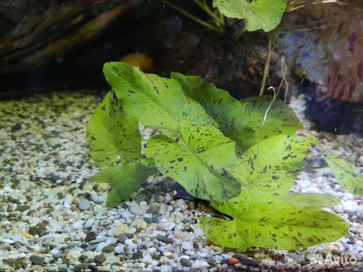 Растения для аквариума