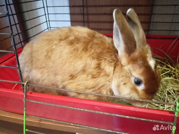 Декоративный кролик с клеткой