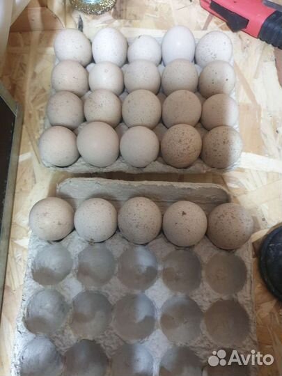 Инкубационное яйцо кеклика