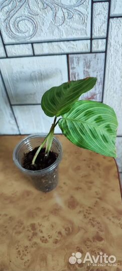 Маранта Керховена