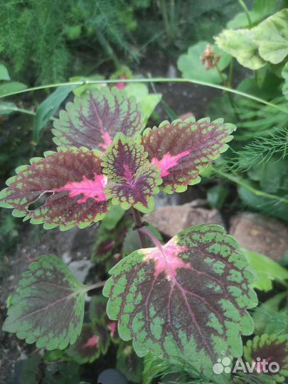 Кактус, колеус