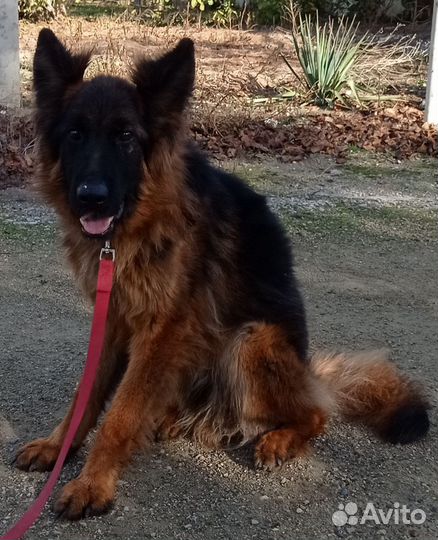 Кобель длинношерстный немецкая овчарка