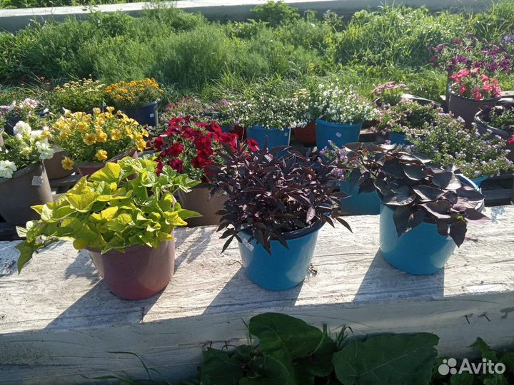 Ипомея ампельная Батат