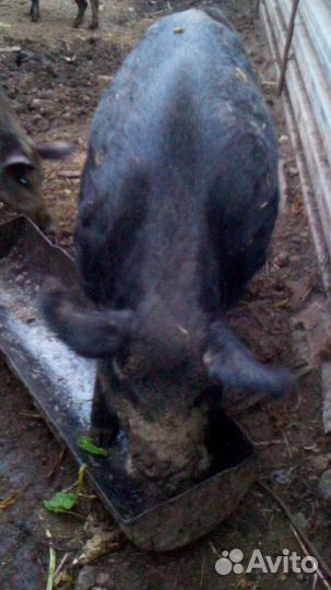 Поросята мангалицы и дик кабана, свиноматки