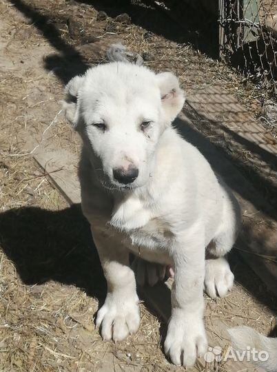 Среднеазиатская овчарка