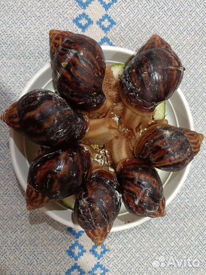 Улитки Ахатины в добрые руки