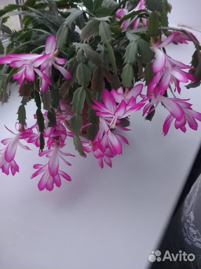 Декабристы