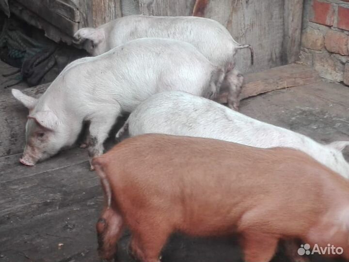 Поросята ландрас дюрок