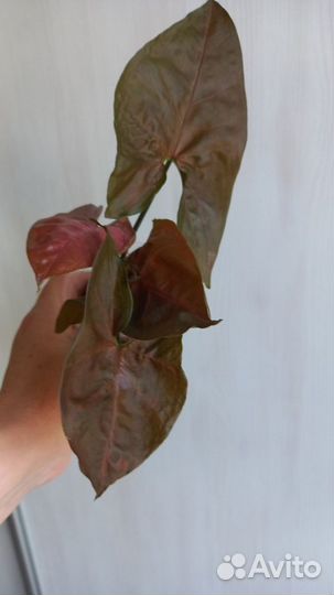 Сингониумы