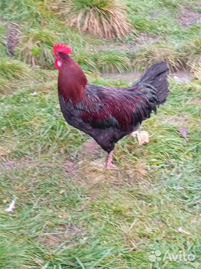 Петух Маран черно-медный