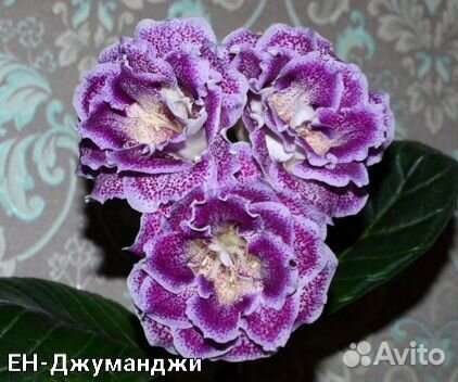 Лист глоксинии
