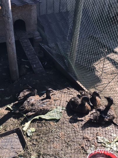 Утка подсадная для охоты