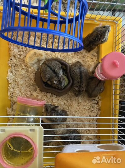 Джунгарский хомяк