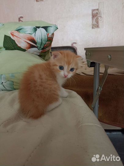 Котятки вислоухие