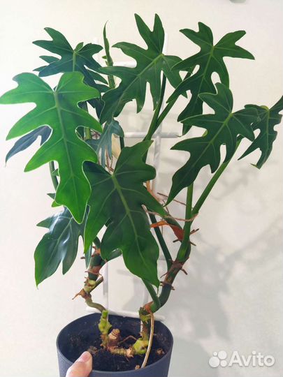 Филодендрон