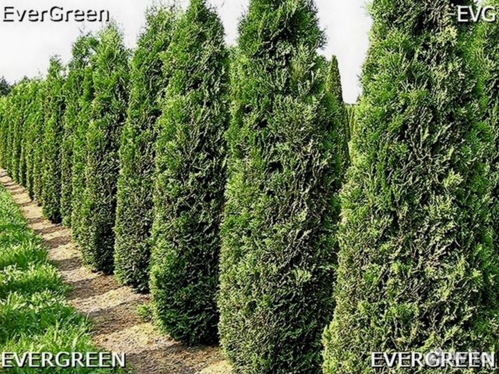 Туи премиум