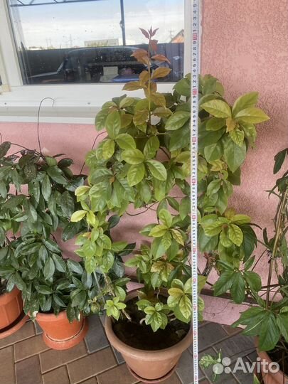 Цветы комнатные