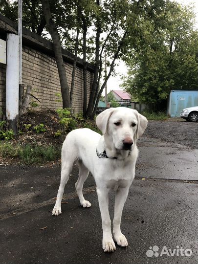 Отдам собаку в добрые руки москва