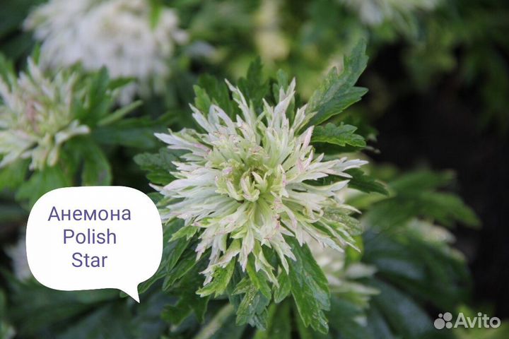 Многолетники ч. 4. Предварительный заказ