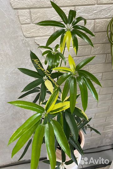 Редкая шеффлера angustifolia узколистная