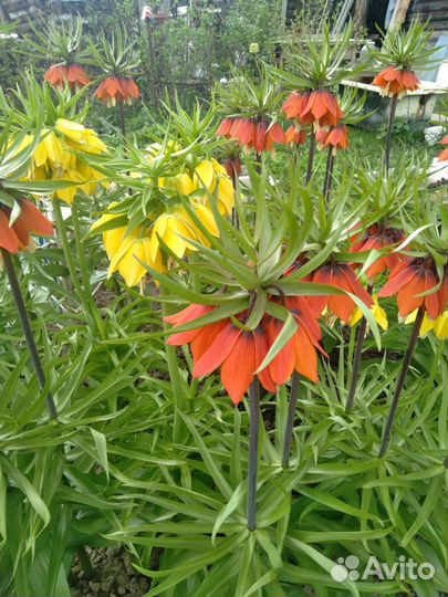 Луковицы рябчика