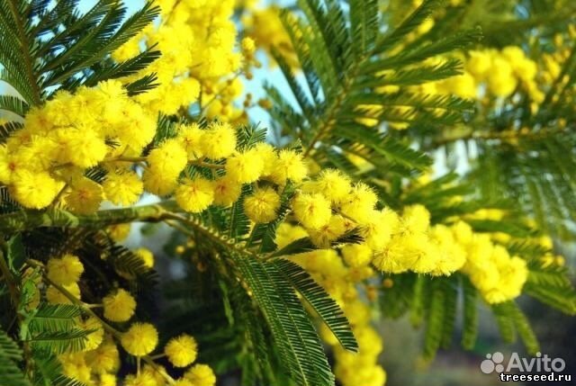 Акация серебристая (мимоза), семена