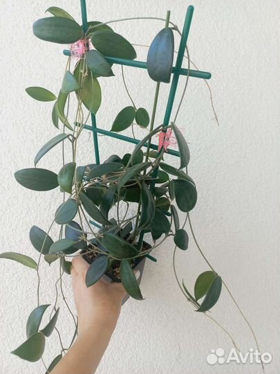 Хойи взрослые