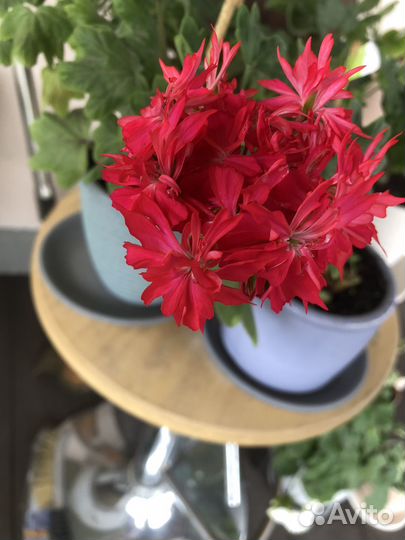 Пеларгония герань