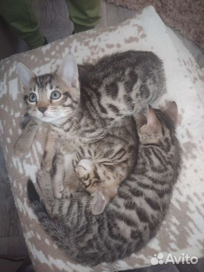 Котята в добрые руки 1,5 месяца