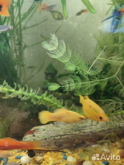 Рыбки гуппи, малинезии, тернеция, улитки Хелена