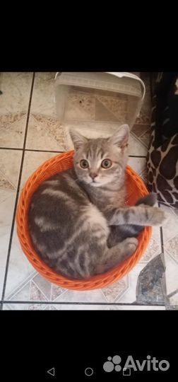 Шотландские котята