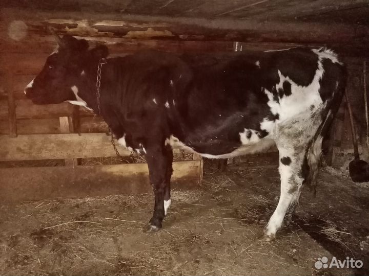 Коровы и телки стельные