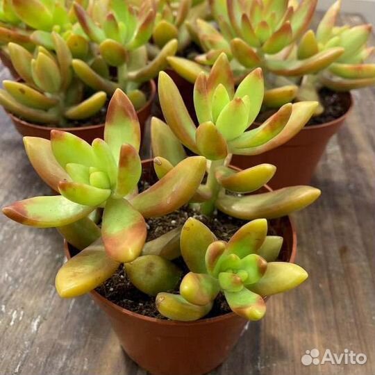 Суккуленты