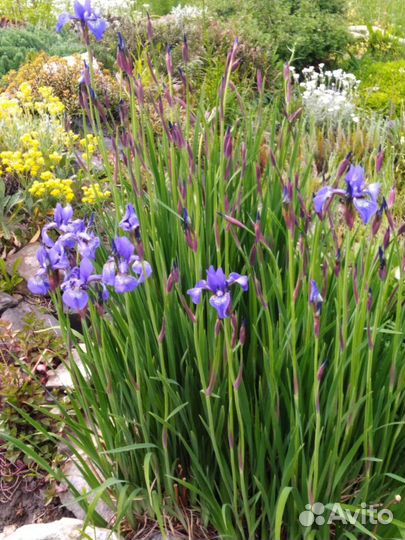Ирис сибирский