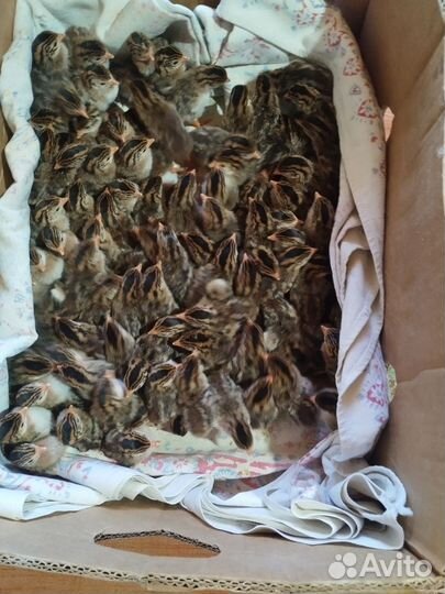 Цыплята цесарки