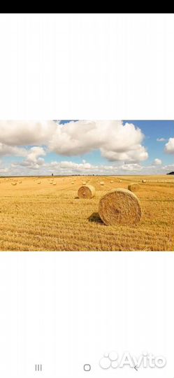 Солома пшеничная, ячмённая, овсянная,2023