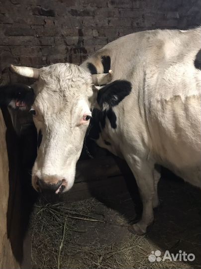 Коровы дойные молочные