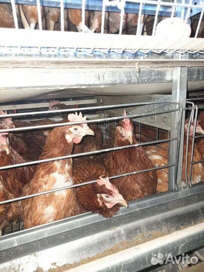 Куры несушки