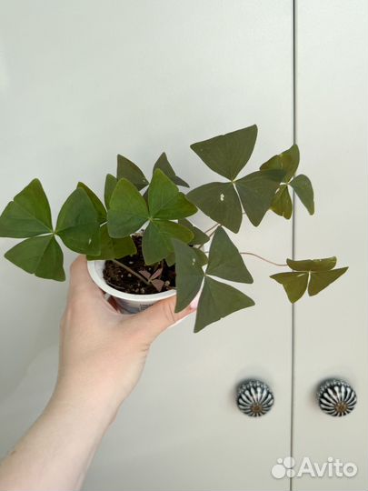 Кислица (оксалис)