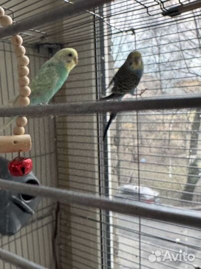 Волнистые попугаи с клеткой