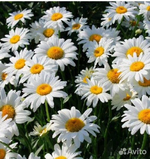 Ромашка садовая