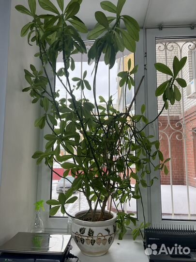 Офисное растение